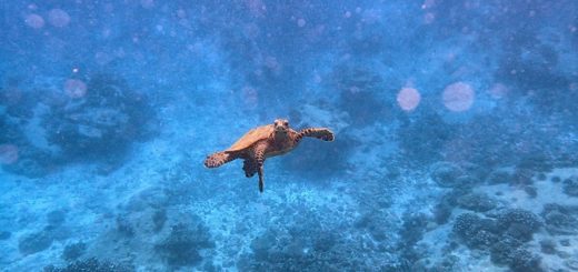 11168458_364476733742635_6912261270892667989_n