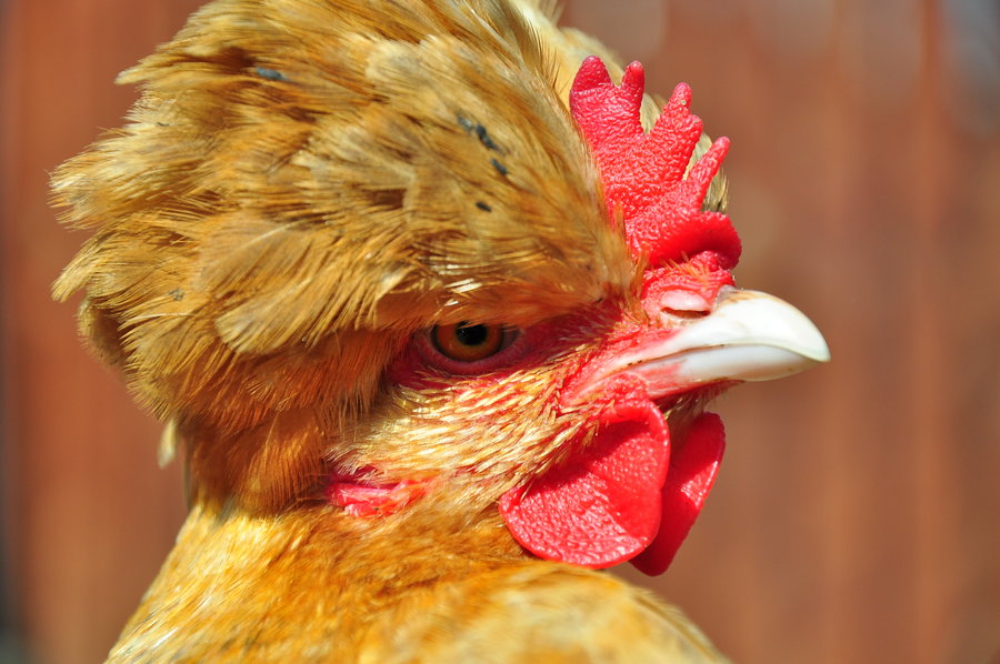 gaina_cu_mot_by_florinachis-d5pji5e